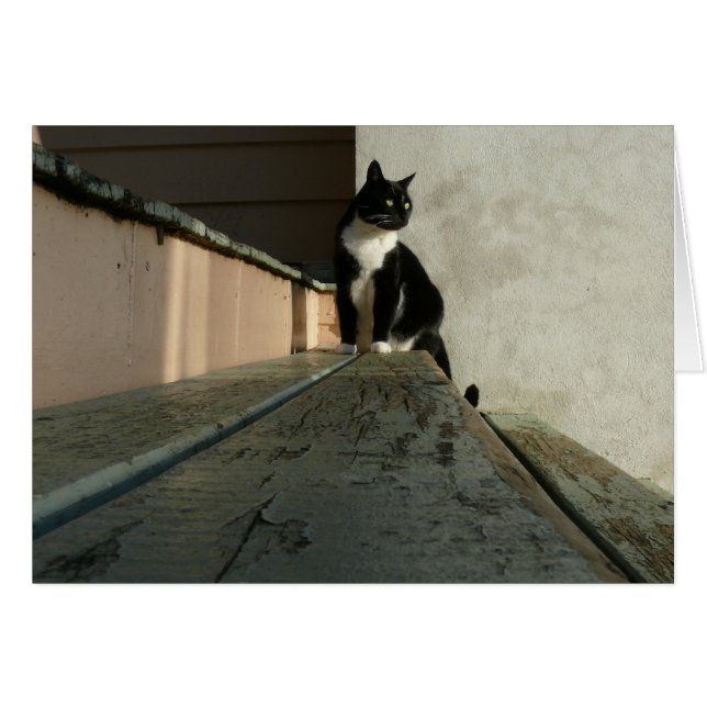 Cat cards, Brian in Albert Park (Front Horizontal)