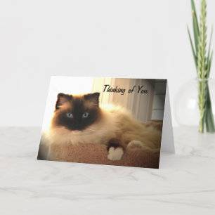 Cat Cats Ragdoll Ragdolls Kitty Card