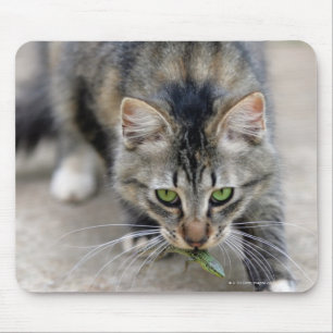cat caught a lizard mouse pad