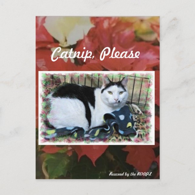 Cat Christmas Post Card (Front)