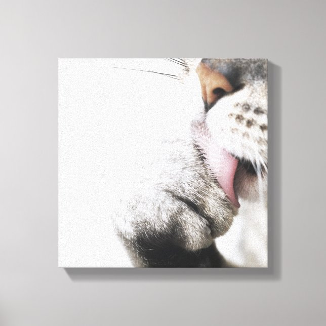 Cat cleaning paw canvas print (Front)