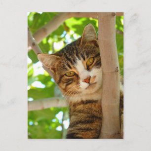 Cat Climbing a Tree Postcard