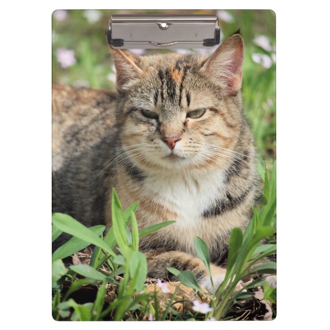 Cat Clipboard (Front)