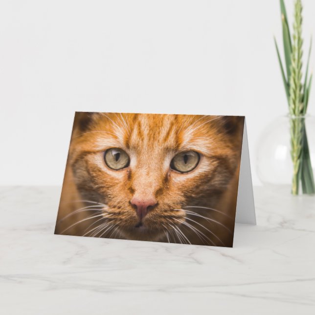 Cat Close-Up customizable greeting card (Front)