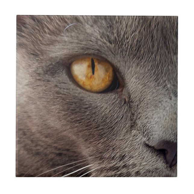 Cat Close up Decorative Tile (Front)