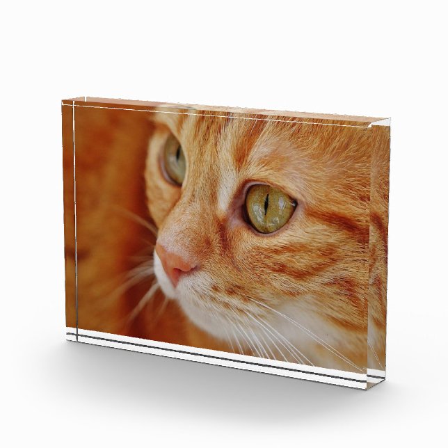 Cat closeup photo block (Right)