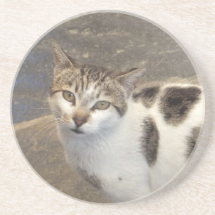 Cat coaster
