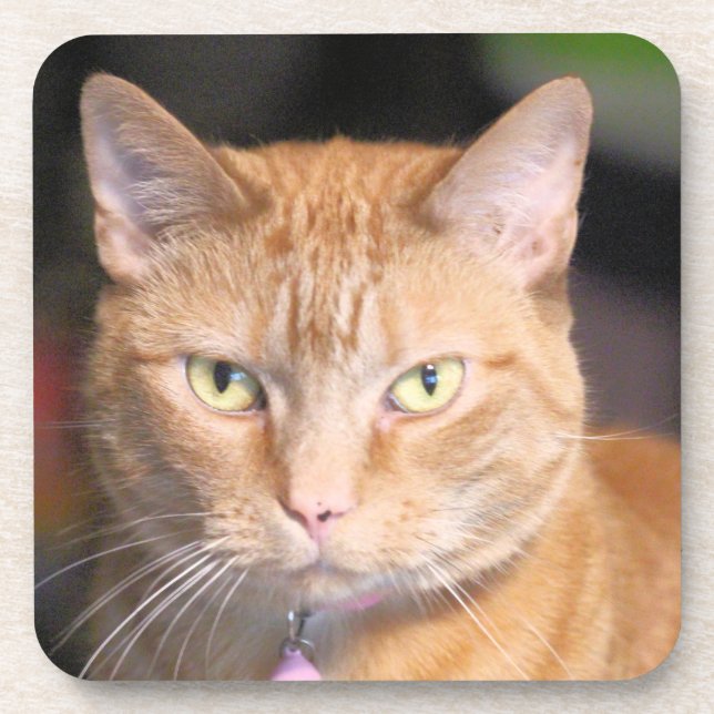 Cat  coaster (Front)