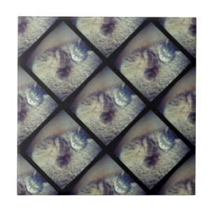 Cat Collage by Shirley Taylor Tile