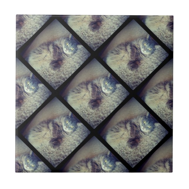 Cat Collage by Shirley Taylor Tile (Front)