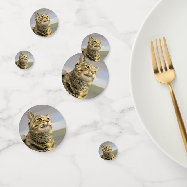 Cat     confetti (Group)