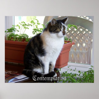 cat Contemplation poster