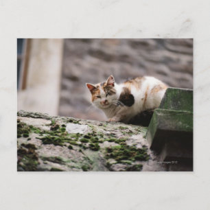 Cat crouching on rock wall postcard