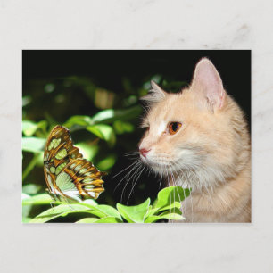 Cat curiosity postcard