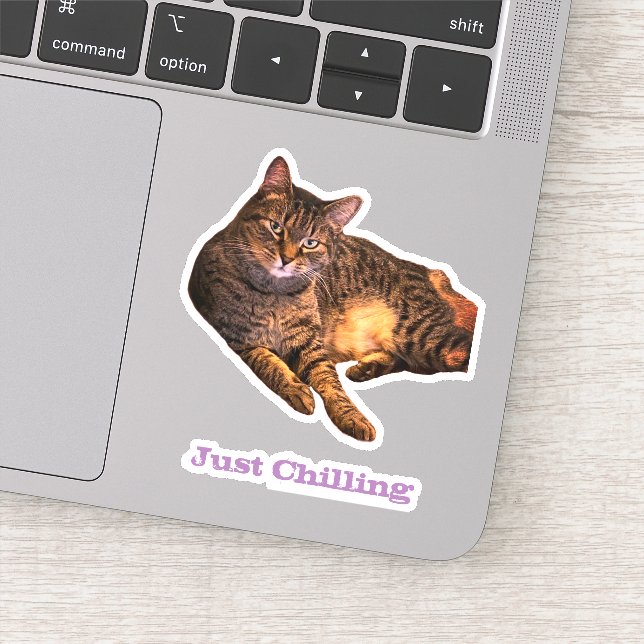 Cat Custom-Cut Vinyl Stickers (Detail)