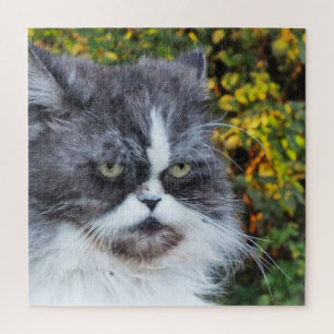 cat, cute, pet, gray, furry, domestic, feline, jigsaw puzzle