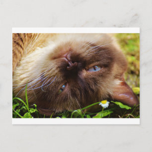 cat cute pet purr meow eyes face macro close grace postcard