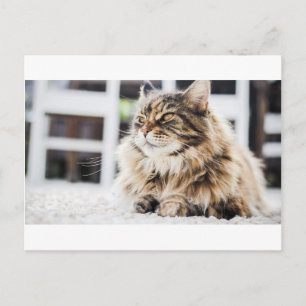 Cat deep in thought postcard