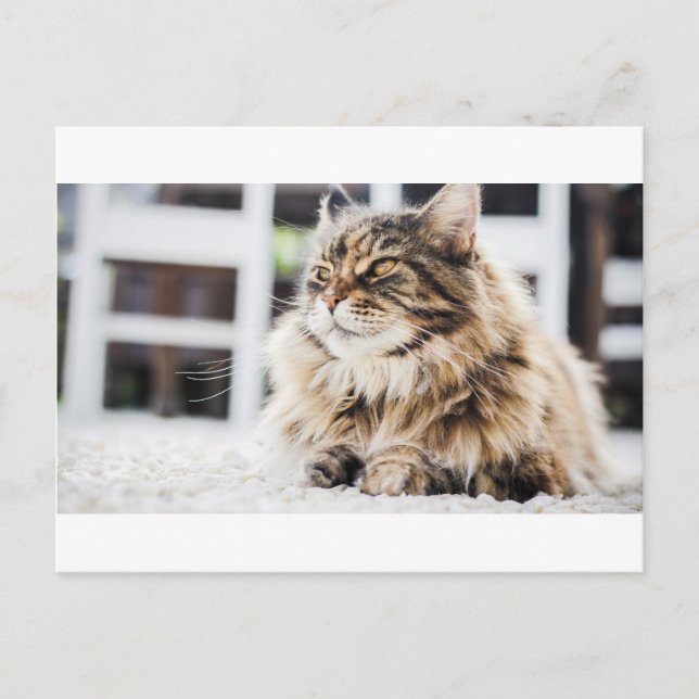 Cat deep in thought postcard (Front)