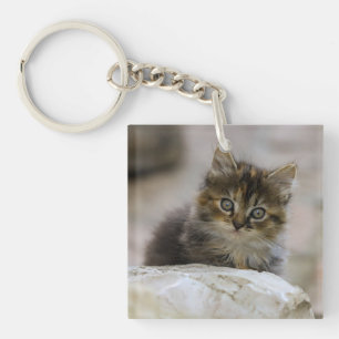 Cat, Domestic cat, Animal Keychain