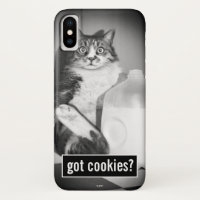 Cat Drinking Milk From Jug