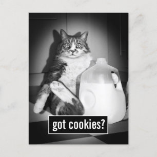 Cat Drinking Milk From Jug Invitation Postcard
