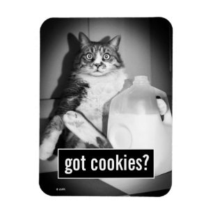 Cat Drinking Milk From Jug Magnet