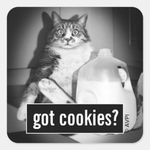 Cat Drinking Milk From Jug Square Sticker