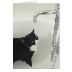 Cat Drinking Water Dripping From A Tap