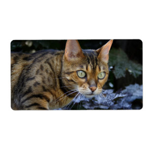 Cat du Bengale