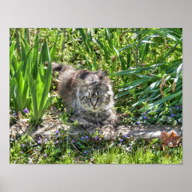 Cat During Eclipse Poster (Front)