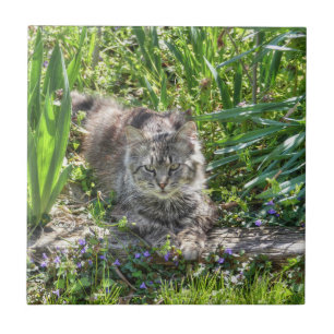 Cat During Eclipse Tile