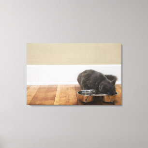 Cat eating from bowl canvas print