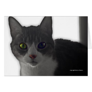 Cat Eyes