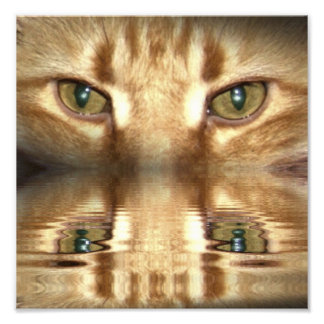 Cat Eyes Photo Print