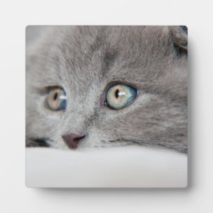 Cat Eyes Plaque
