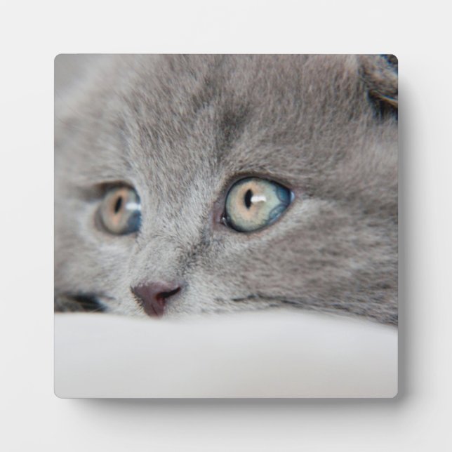 Cat Eyes Plaque (Front)