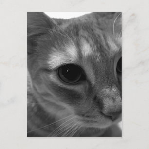 Cat Face Closeup Postcards