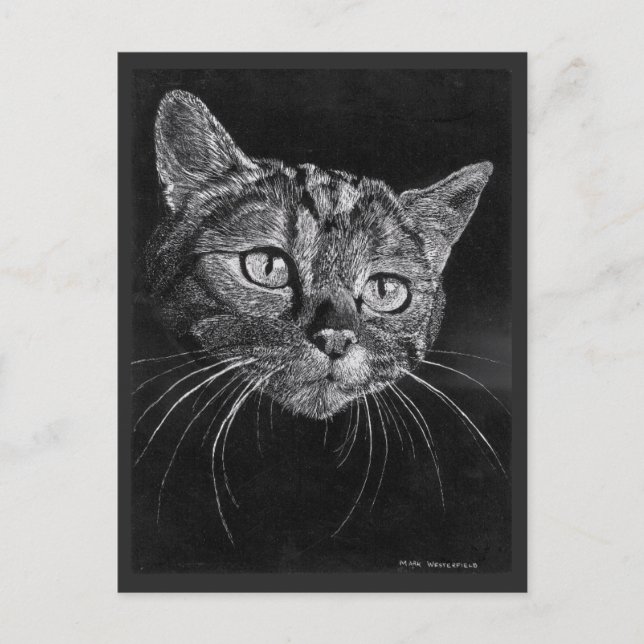Cat Face Drawing By Mark Edward Westerfield  Postcard (Front)