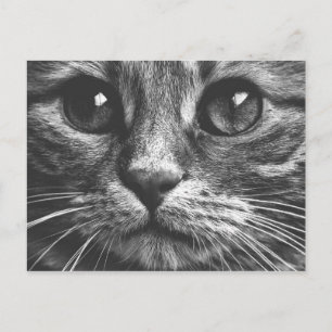 Cat Face Eyes Black And White Cute Photo Postcard