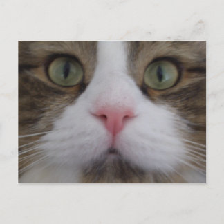 Cat Face on Postcard
