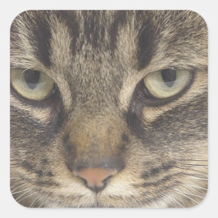 Cat Face Square Sticker