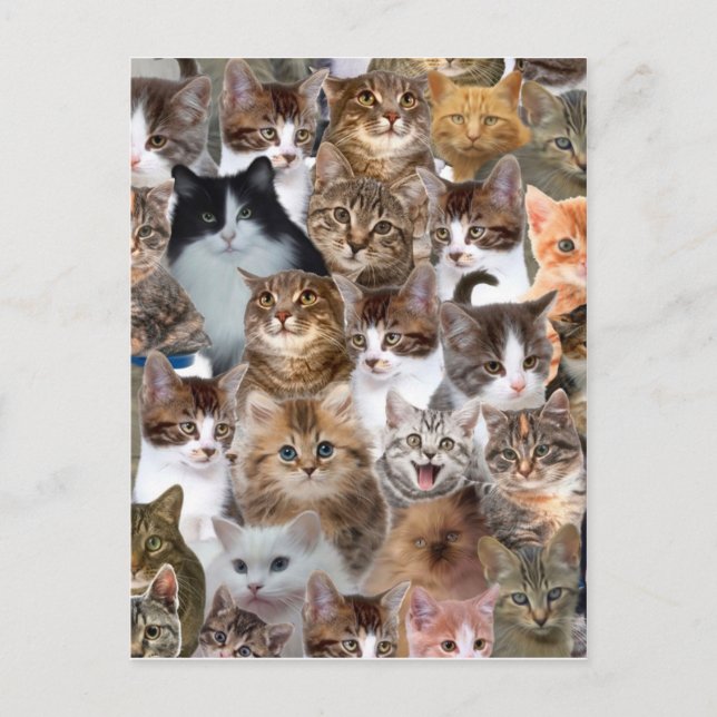Cat Faces Pattern Postcard (Front)