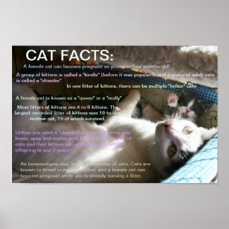 Cat facts 2 poster