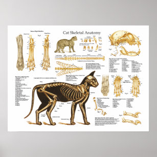 Cat Feline Skeletal Anatomy Poster