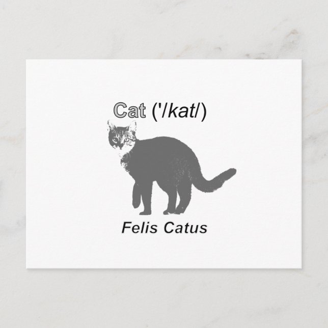 Cat Felis Catus Postcard (Front)