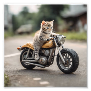 Cat funny  photo print