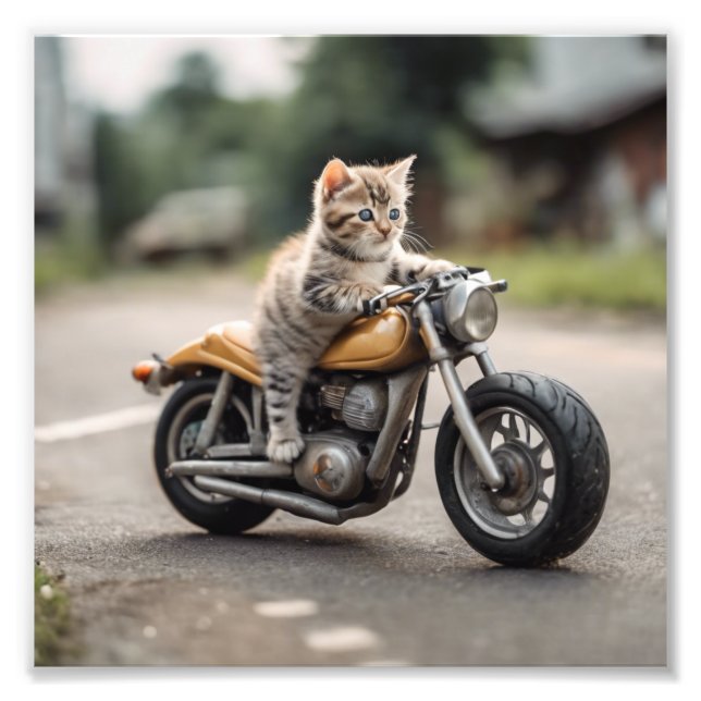 Cat funny  photo print (Front)