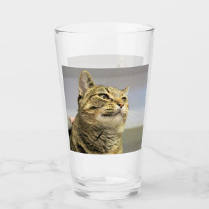 Cat  glass