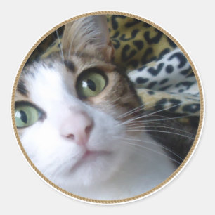 Cat Green Eyes - autocollant rond